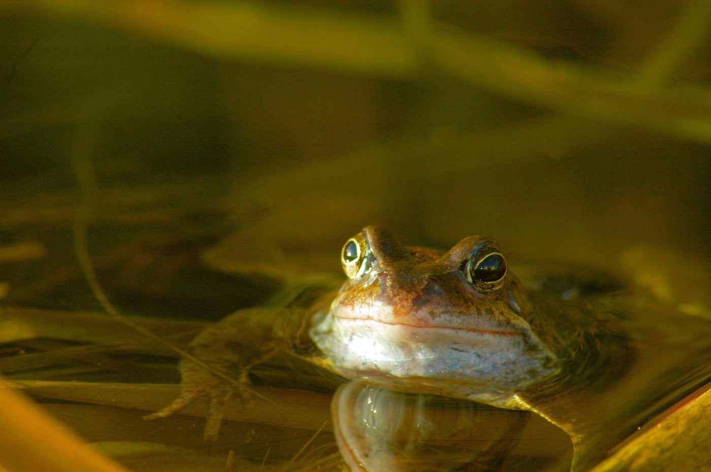 How To Get Rid Of Frogs In A Pond