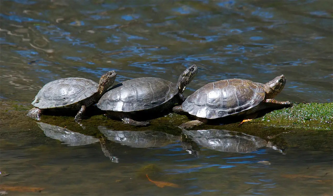 What Do Pond Turtles Eat?