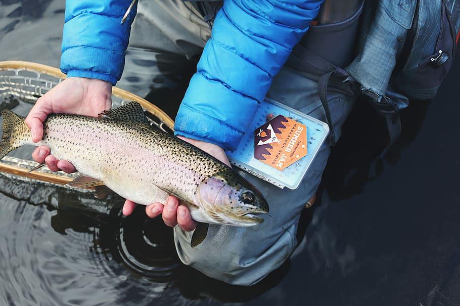 The Most Common Bait Fish in North America