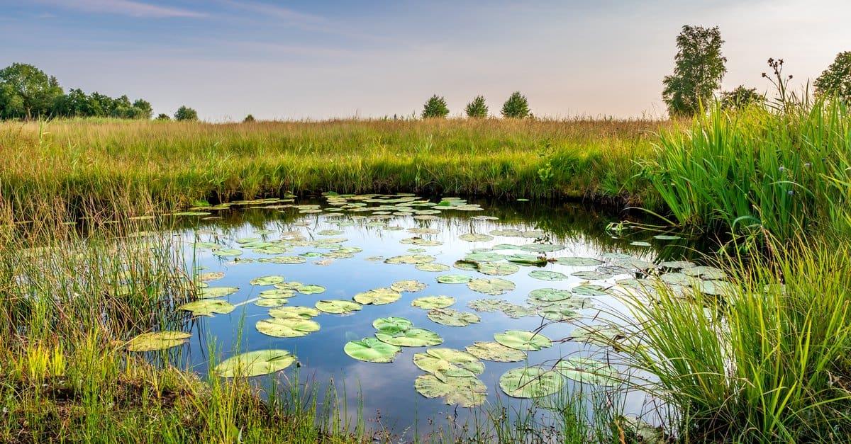 How Does A Pond Form?