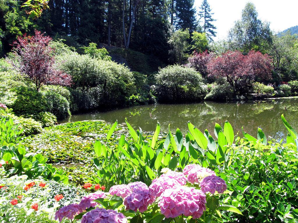 Best Pond Edge Plants