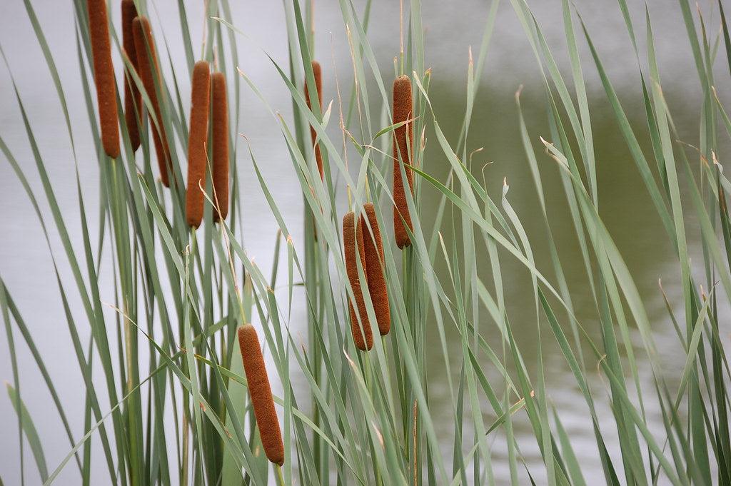 How To Easily Get Rid of Cattails in Your Pond