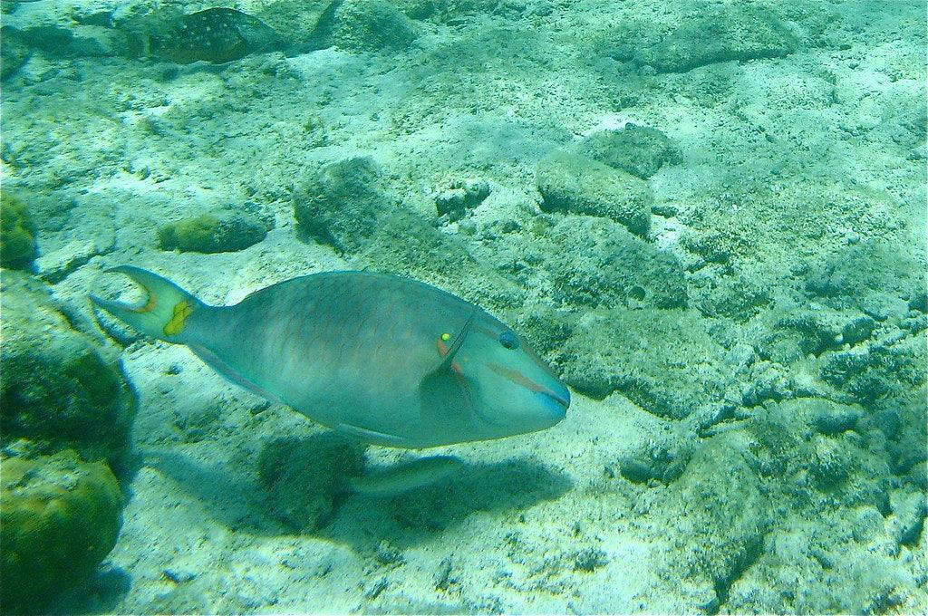 Is Your Fish Swimming Sideways? Here's What You Need to Know!