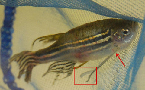 Anchor Worms in Fish