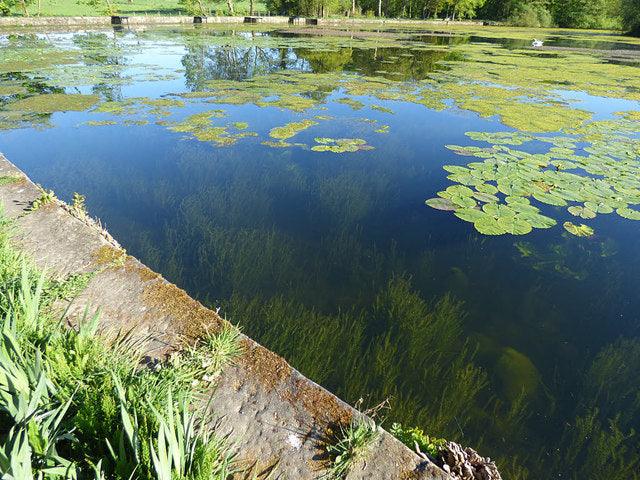 Pond Weed Identification