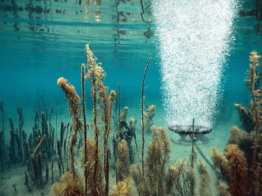 Does Pond Aeration Kill Weeds