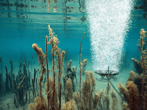 Does Pond Aeration Kill Weeds