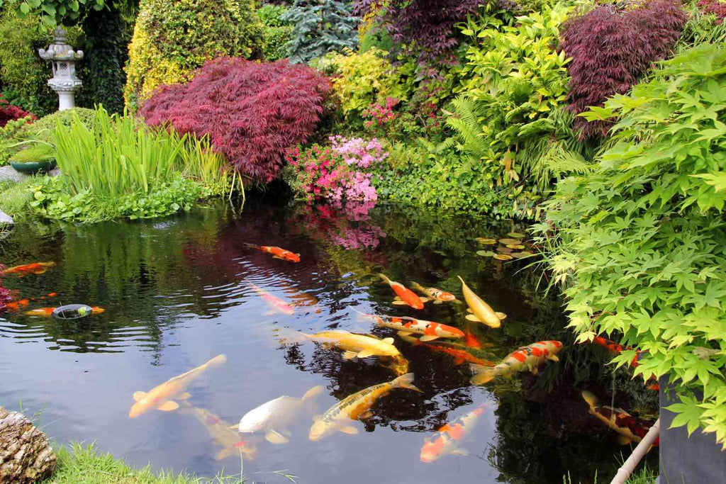 What Is A Koi Pond? Everything You Need To Know