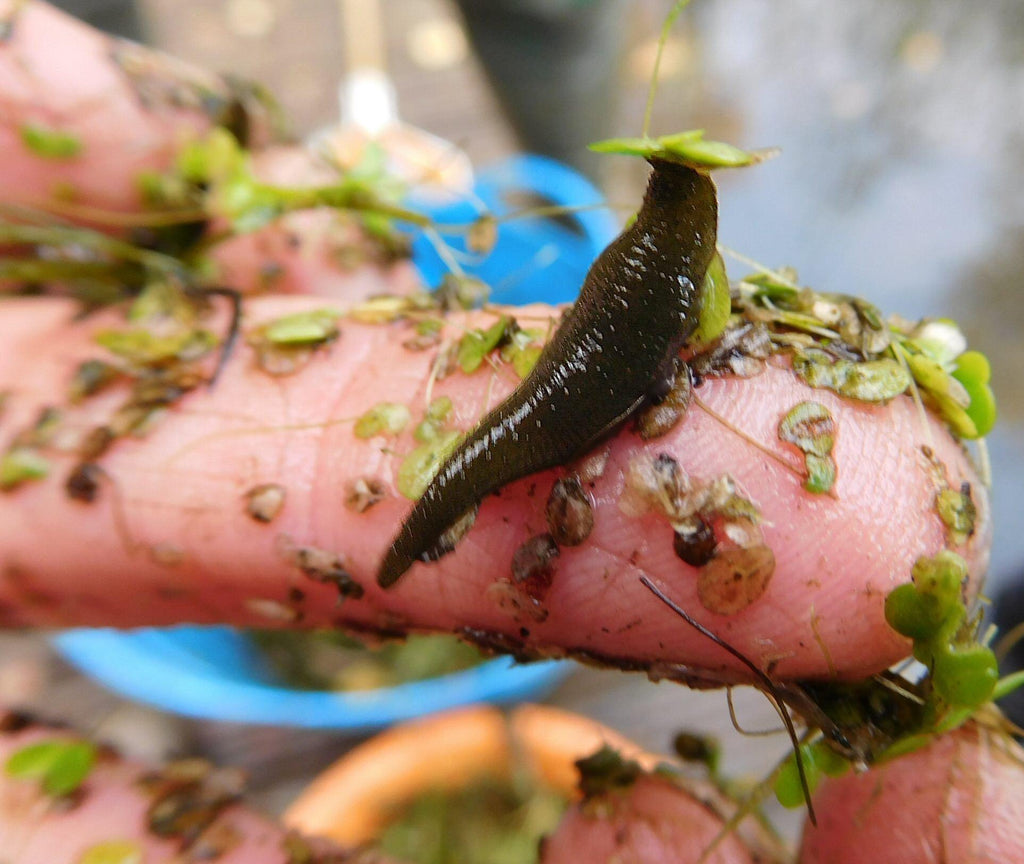 How To Quickly and Easily Remove Pond and Lake Leeches