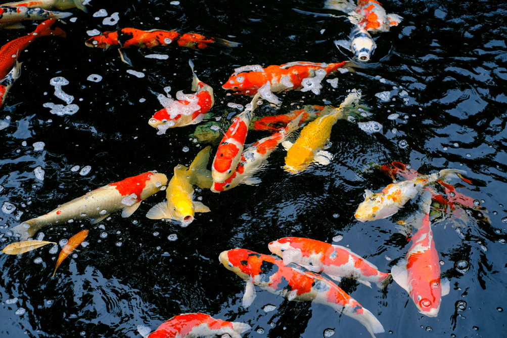 Stock a pond