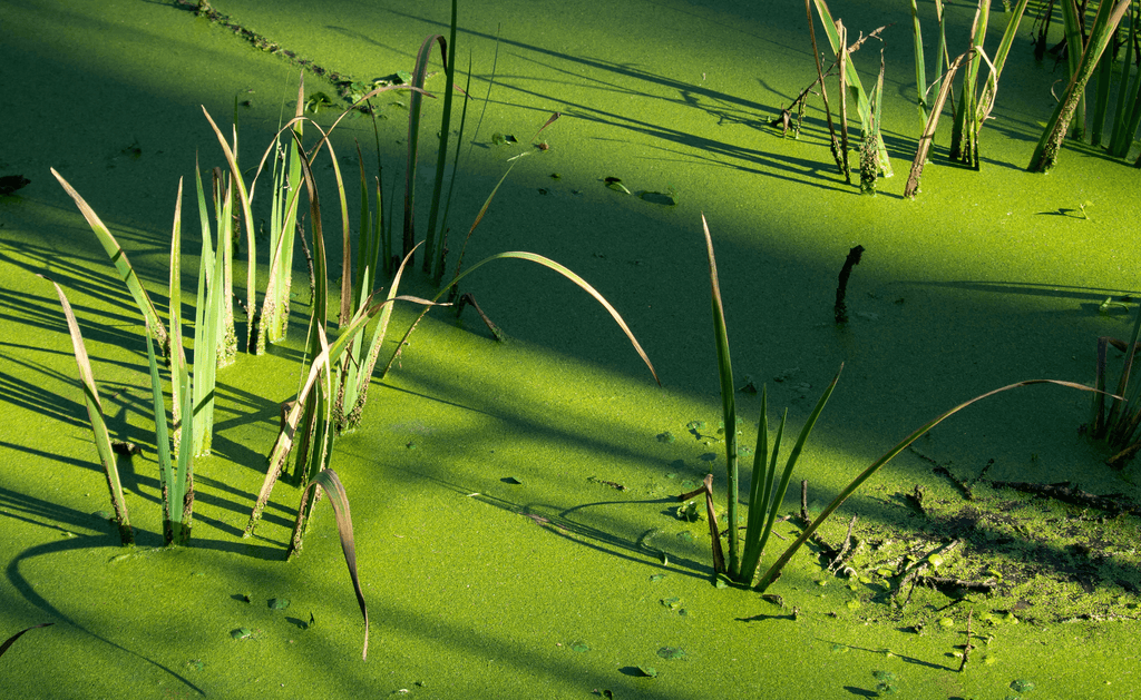 How To Get Rid Of Pond Scum: Everything You Need To Know