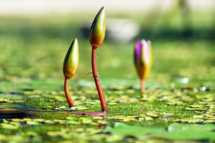 Pond Plants