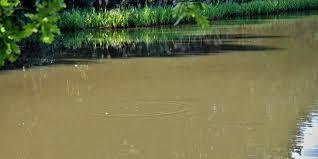 How to Clear Brown Pond Water