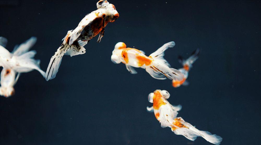 When Do Koi Spawn: Everything You Need To Know