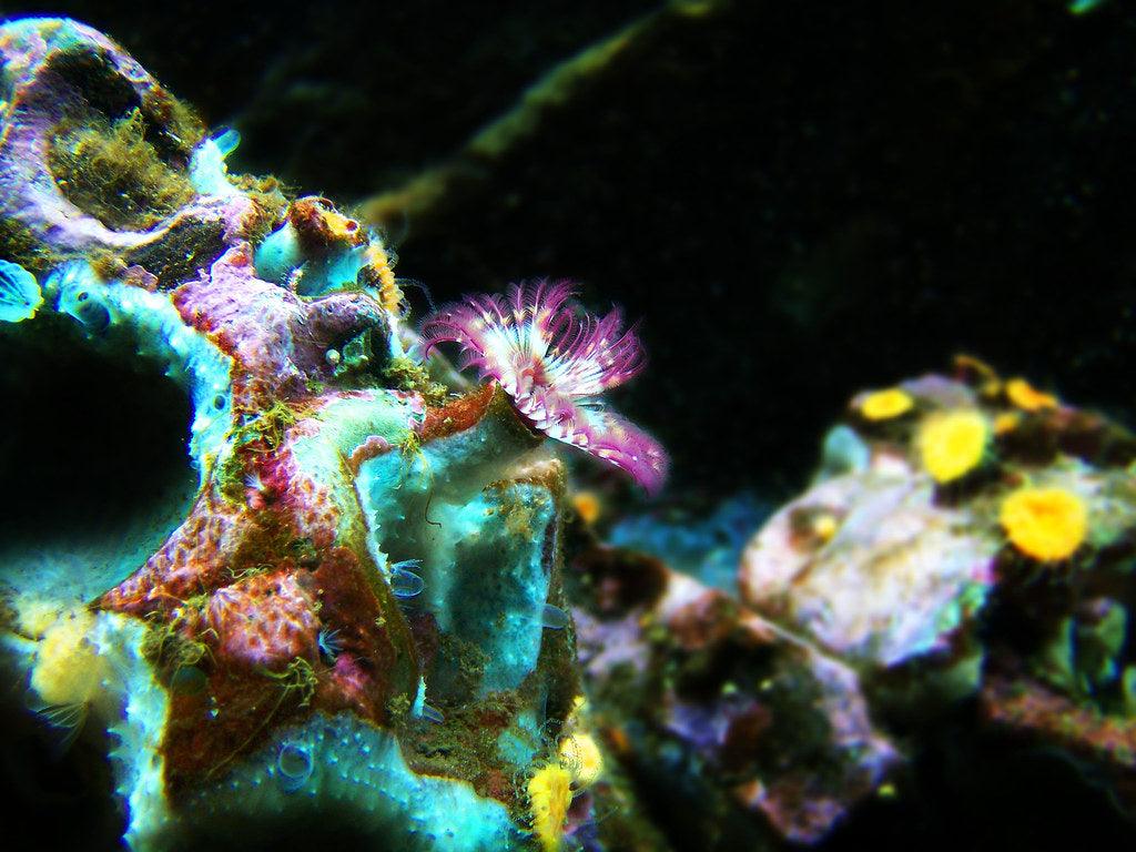 Does UV Light Kill Algae