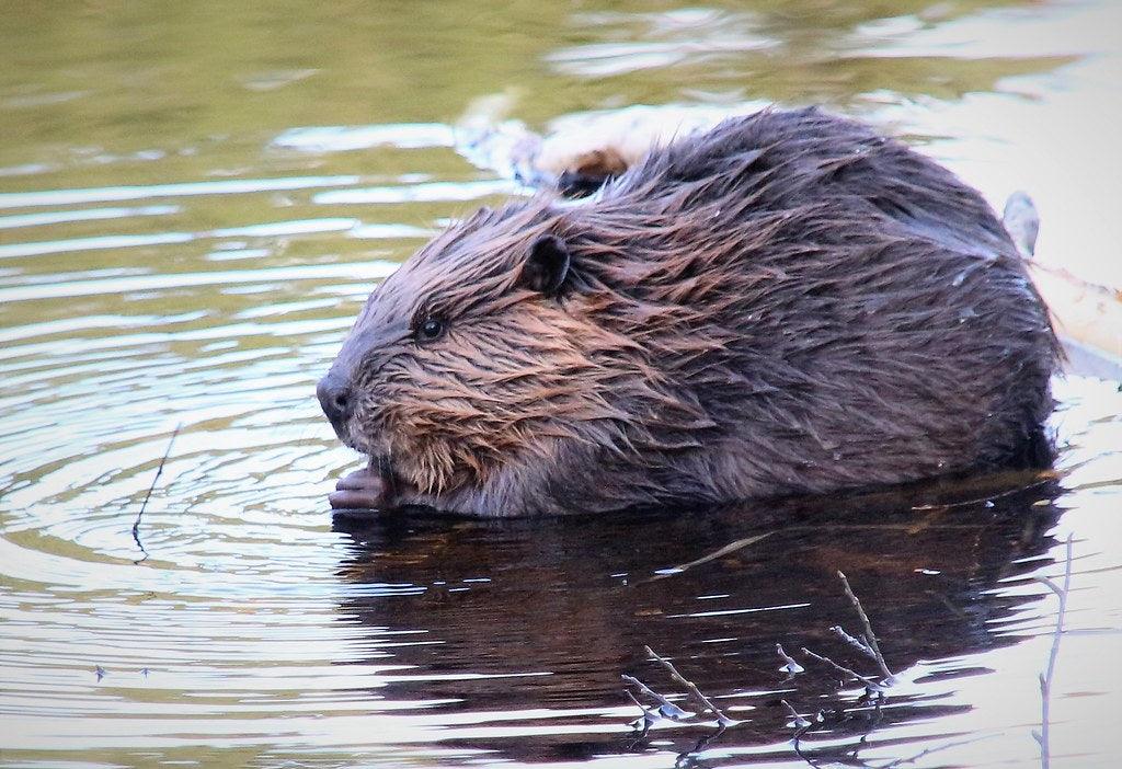 How To Get Rid Of Beavers In Your Pond