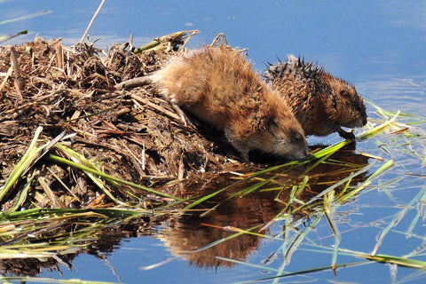 How To Get Rid Of Muskrats