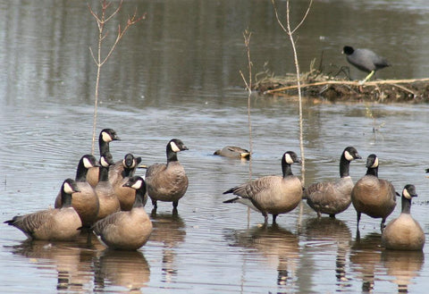How to Get Rid of Geese in Your Pond