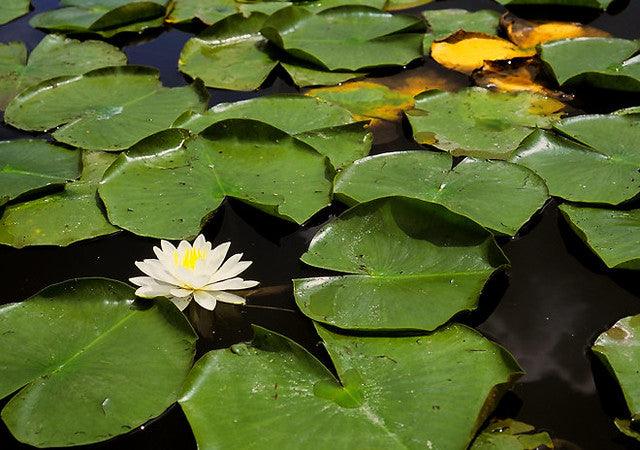 How to Kill Lily Pads Without Harming Fish
