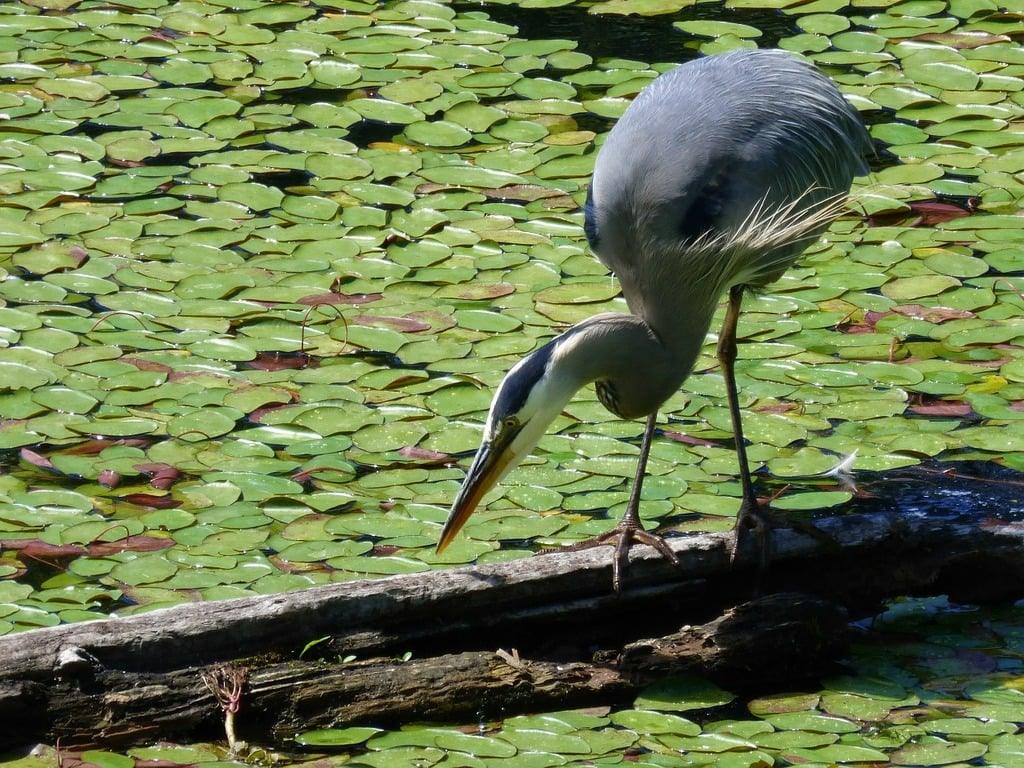 How To Protect Your Pond From Herons