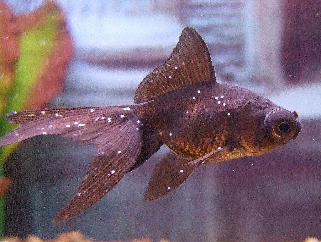 How To Treat Ick On Fish