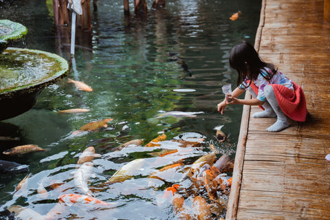 What To Feed Pond Fish? Everything You Need To Know