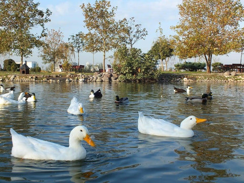 How To Build A Duck Pond