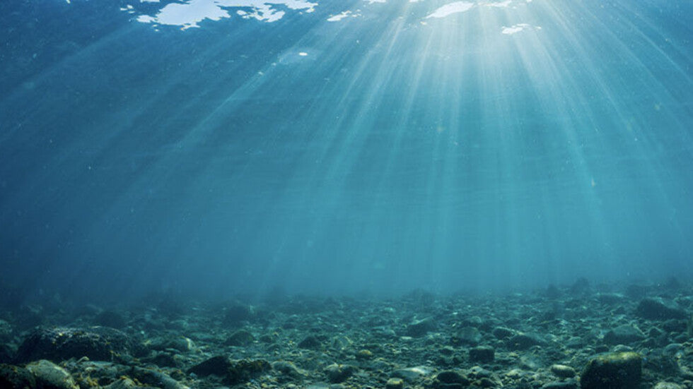 Pond Dye: The Ultimate Guide (2026)