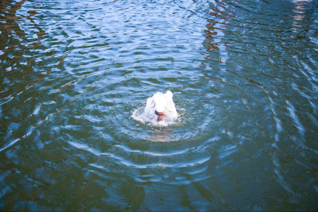 Pond fountain circulating blue water to improve pond oxygen, sizing, and water quality.