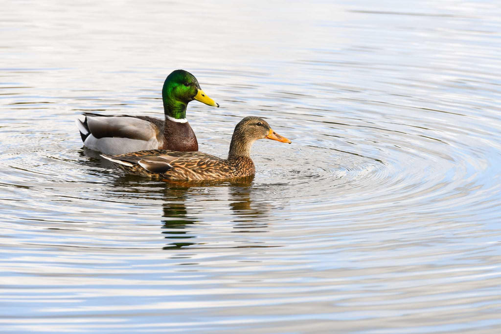 How To Keep A Duck Pond Clean: Essential Tips
