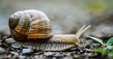 What Do Pond Snails Eat?