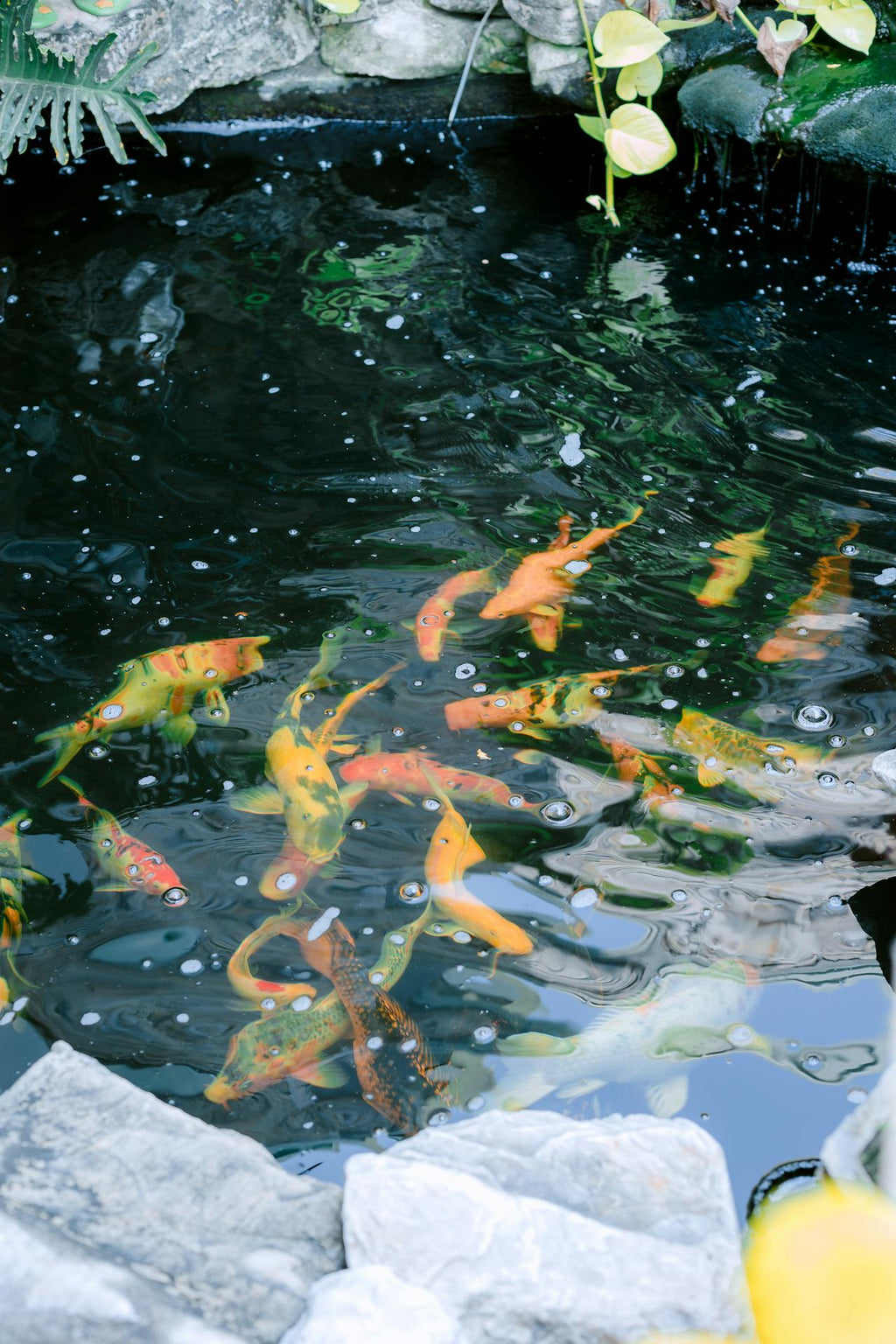 Solar pond heater supporting colourful koi in a healthy backyard pond.