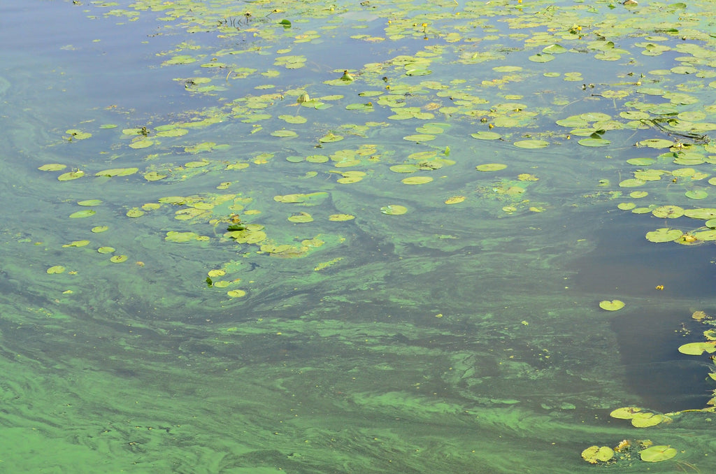 Surface old pond covered with lily leaves and blooming algae