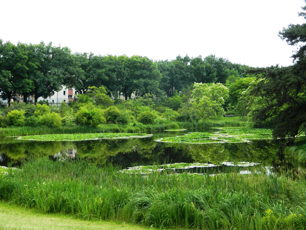 Pond Maintenance