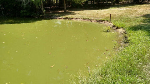 What Causes a Pond to Turn Over