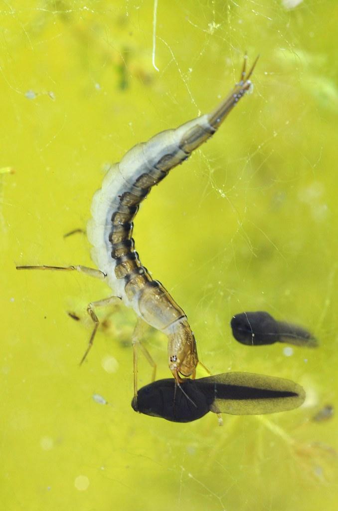 What Eats Tadpoles in a Pond