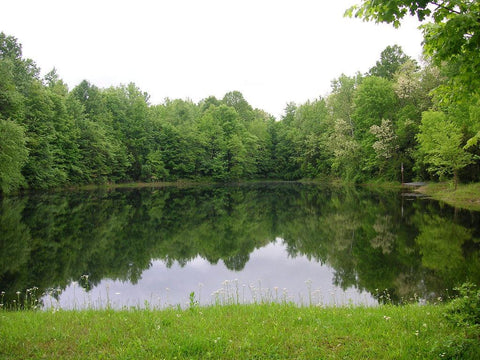 What Is A Pond