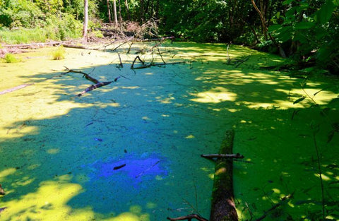 Why Is My Pond Water Green