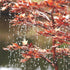 Thumbnail for 38 Copper Japanese Maple Tree Garden Fountain With Drops Of Water