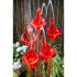 Thumbnail for 50 Copper Red Iris Flower Garden Fountain Close-up With Bamboo Fence And Plants Background