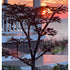 Thumbnail for 70 Copper Extra Tall Maple Tree Garden Fountain Beside Gazebo At Sunrise