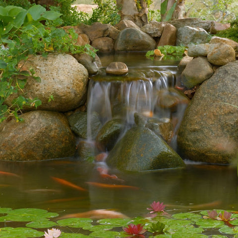 Aquascape DIY Backyard Pond Kits With Big Fishes And Lilies