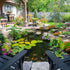 Thumbnail for Aquascape Medium Pond Kit 11x16 In Front of the House With Different Plants And Seating