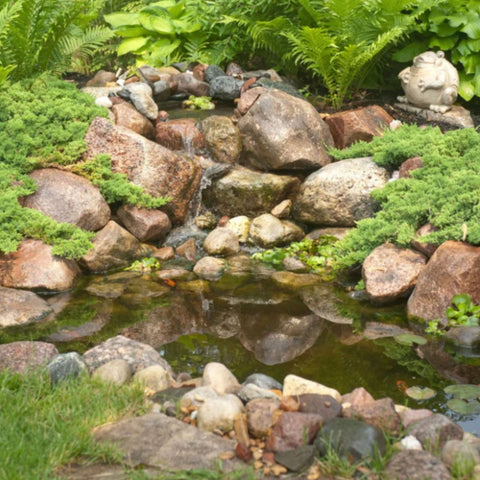 Aquascape Small Pond Kit 8x11 With Rocks And Ferns