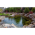 Thumbnail for Aquascape Swimming Pond Kit 19x24 With Rocks And Green Trees