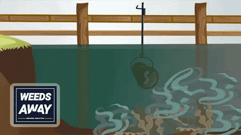Bearon Aquatics Weeds Away Operational Process