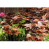 Thumbnail for Blue Thumb 38 Copper Japanese Maple Tree Garden Fountain Close-up Of Leaves