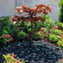 Thumbnail for Blue Thumb 38 Copper Japanese Maple Tree Garden Fountain Surrounded By A Variety Of Plants And Flowers