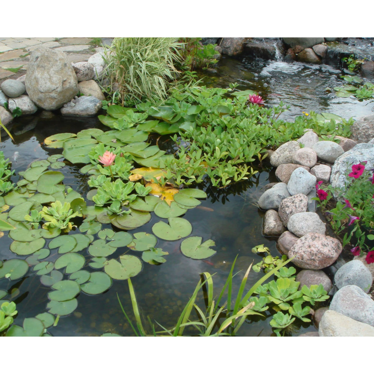 Blue Thumb DIY Large Pond Kit With Rocks And Water Lilies