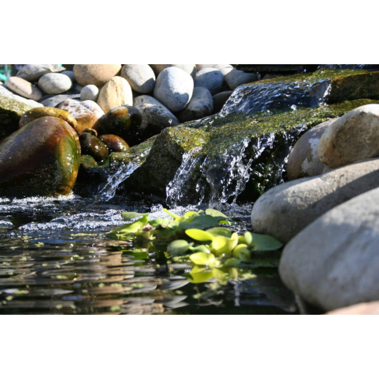 Blue Thumb Elite Complete Pond Kit On Backyard Pond With Rocks And Plants